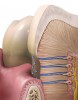 Figure 1  Cross-sectional view of dentinal tubules.